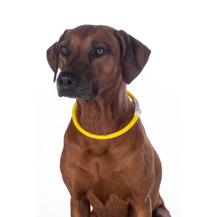 HKM "Leuchthalsband für Hunde