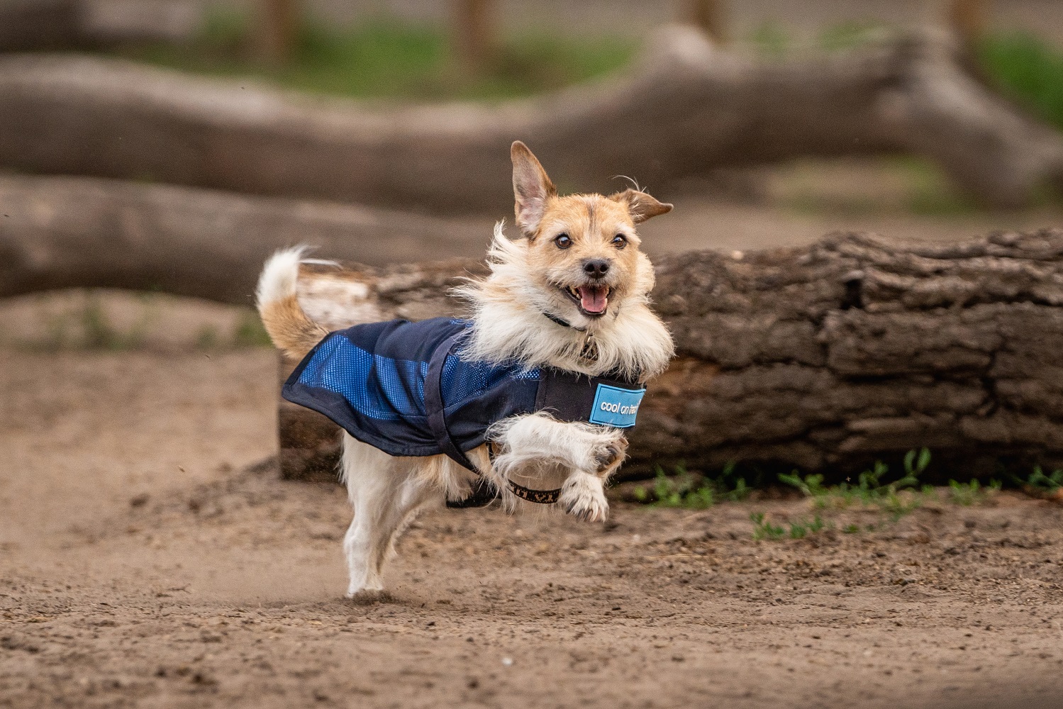 Back on Track Cooling Dog Coat, Cool on Track, blau