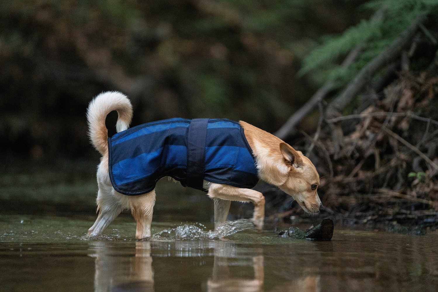 Back on Track Cooling Dog Coat, Cool on Track, blau