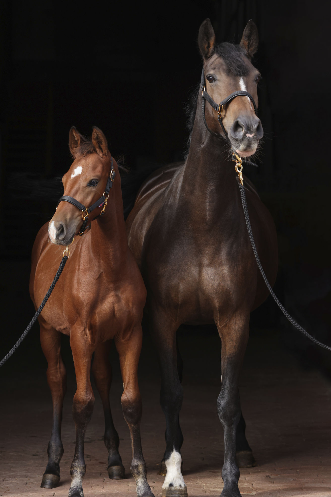 Covalliero Fohlenhalfter TopLine
