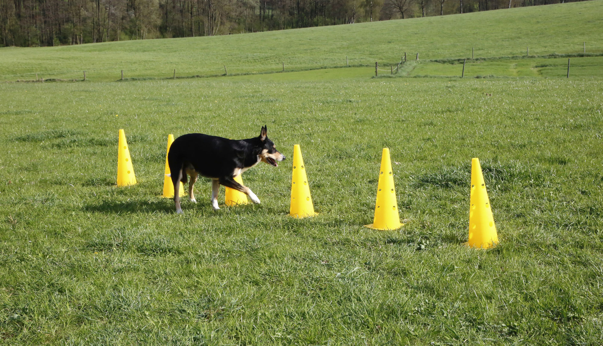 Kerbl Pylonen-Hürden Set "Agility", gelb, 9-teilig