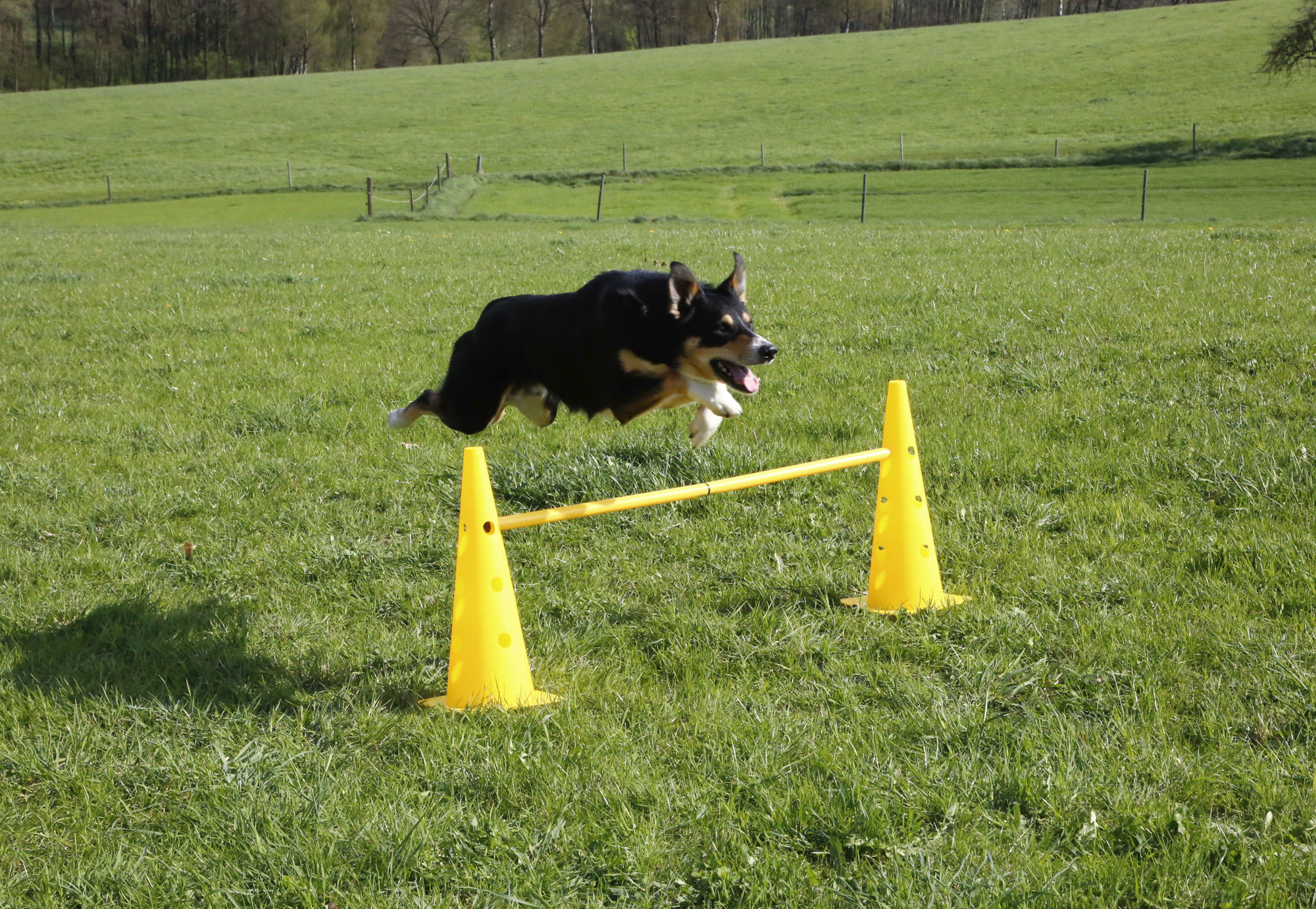 Kerbl Pylonen-Hürden Set "Agility", gelb, 9-teilig