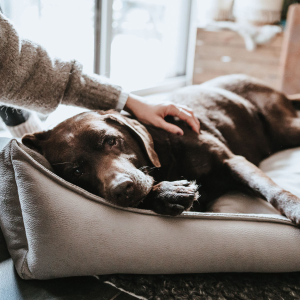 Hunter Orthopädisches Hundesofa Merida