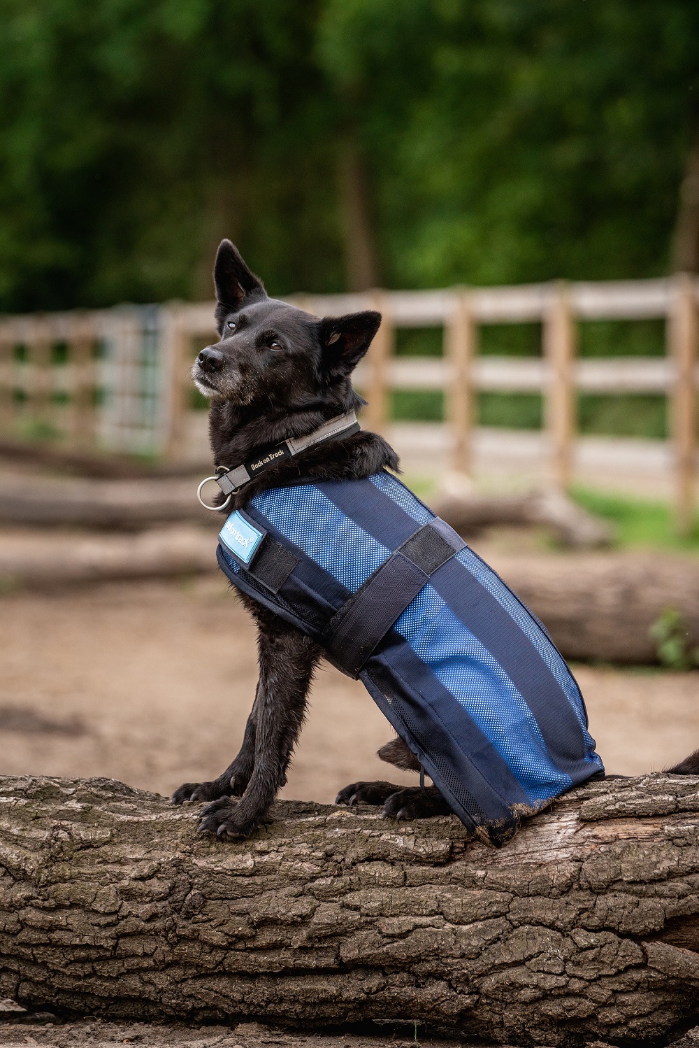 Back on Track Cooling Dog Coat, Cool on Track, blau