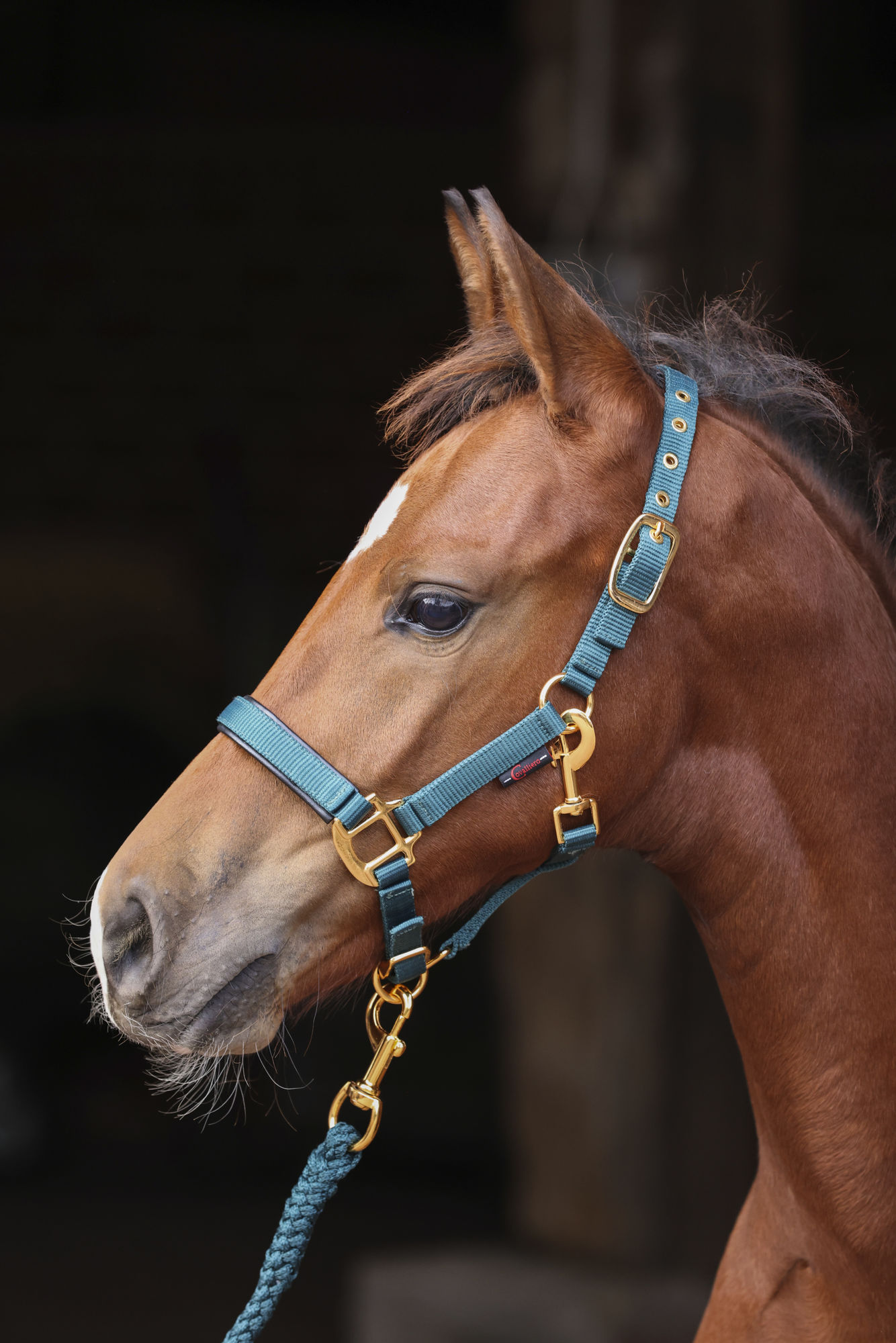 Covalliero Fohlenhalfter TopLine