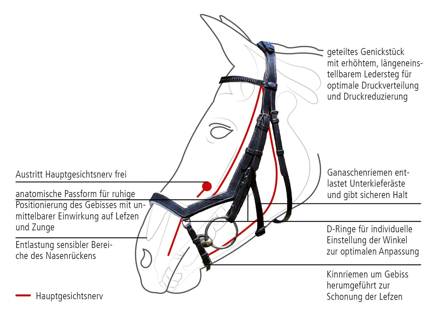BUSSE Anatomische Trense Feeling, inkl. Zügel