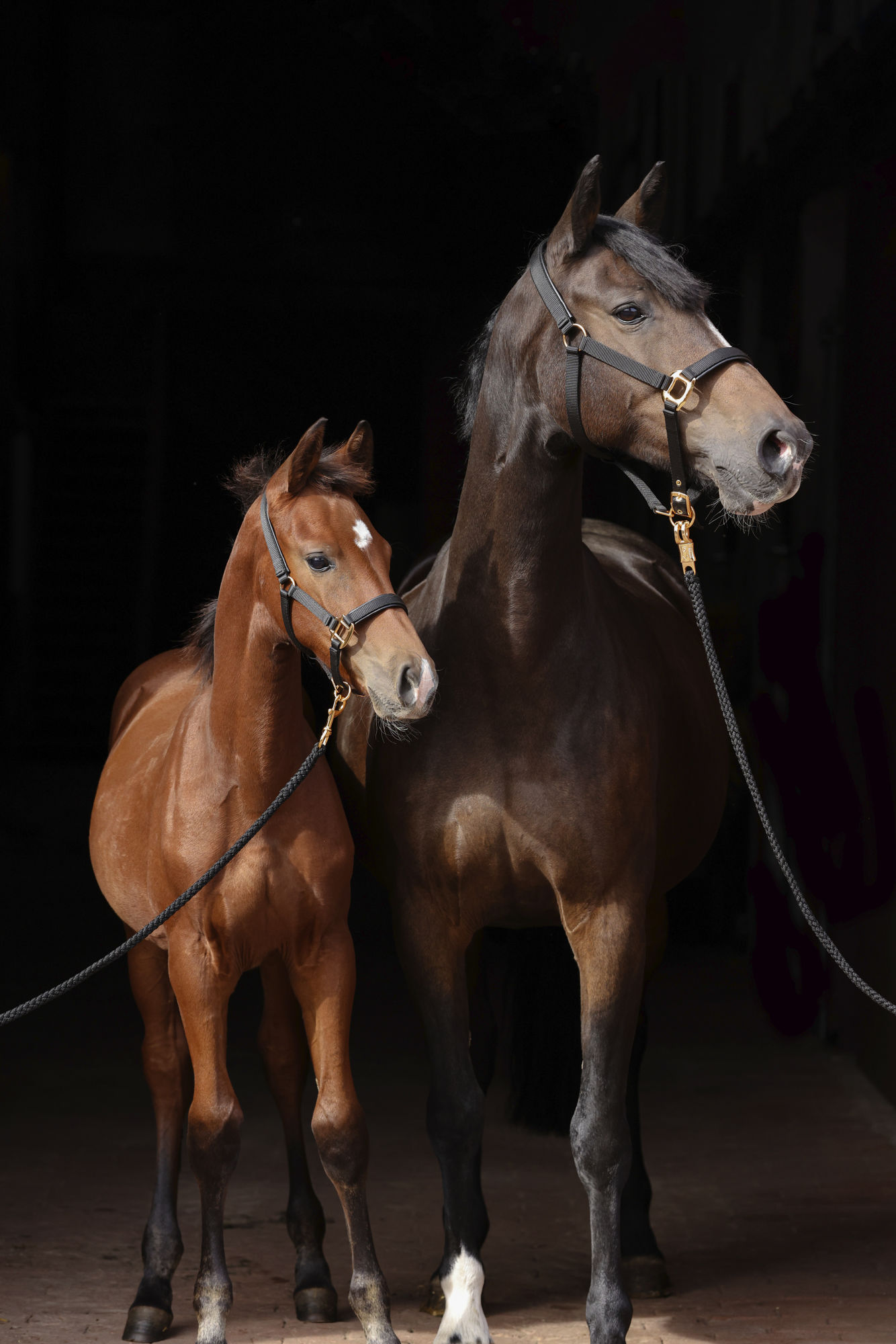 Covalliero Fohlenhalfter TopLine
